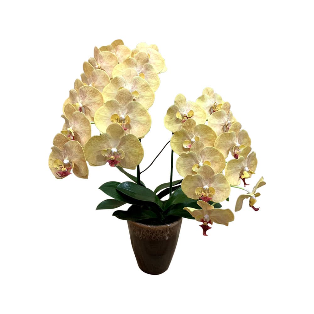 2 Stem Phalaenopsis In Ceramics(YE)