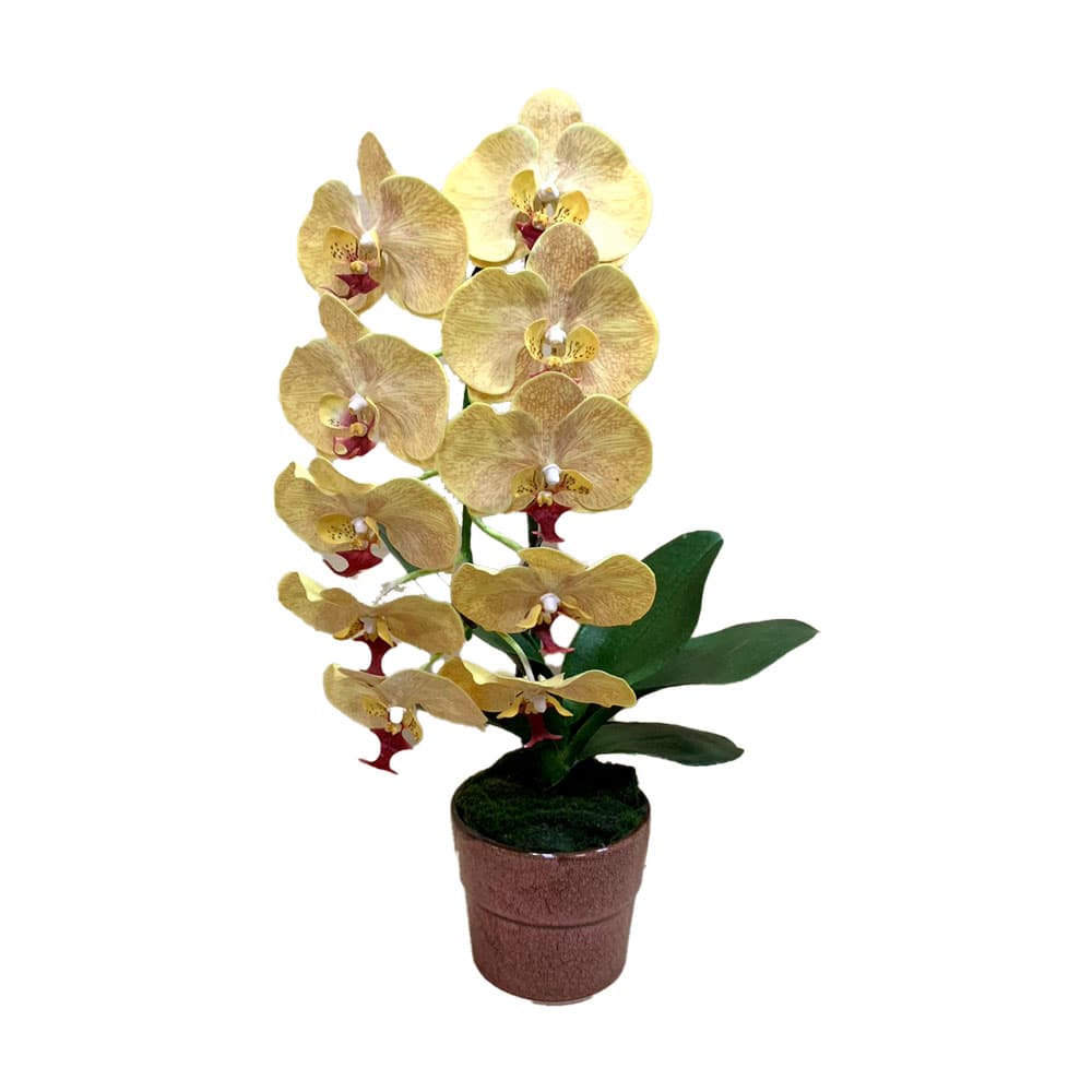 ดอกไม้ประดิษฐ์ ฟาแลนด์ 1 ช่อ(เหลือง)