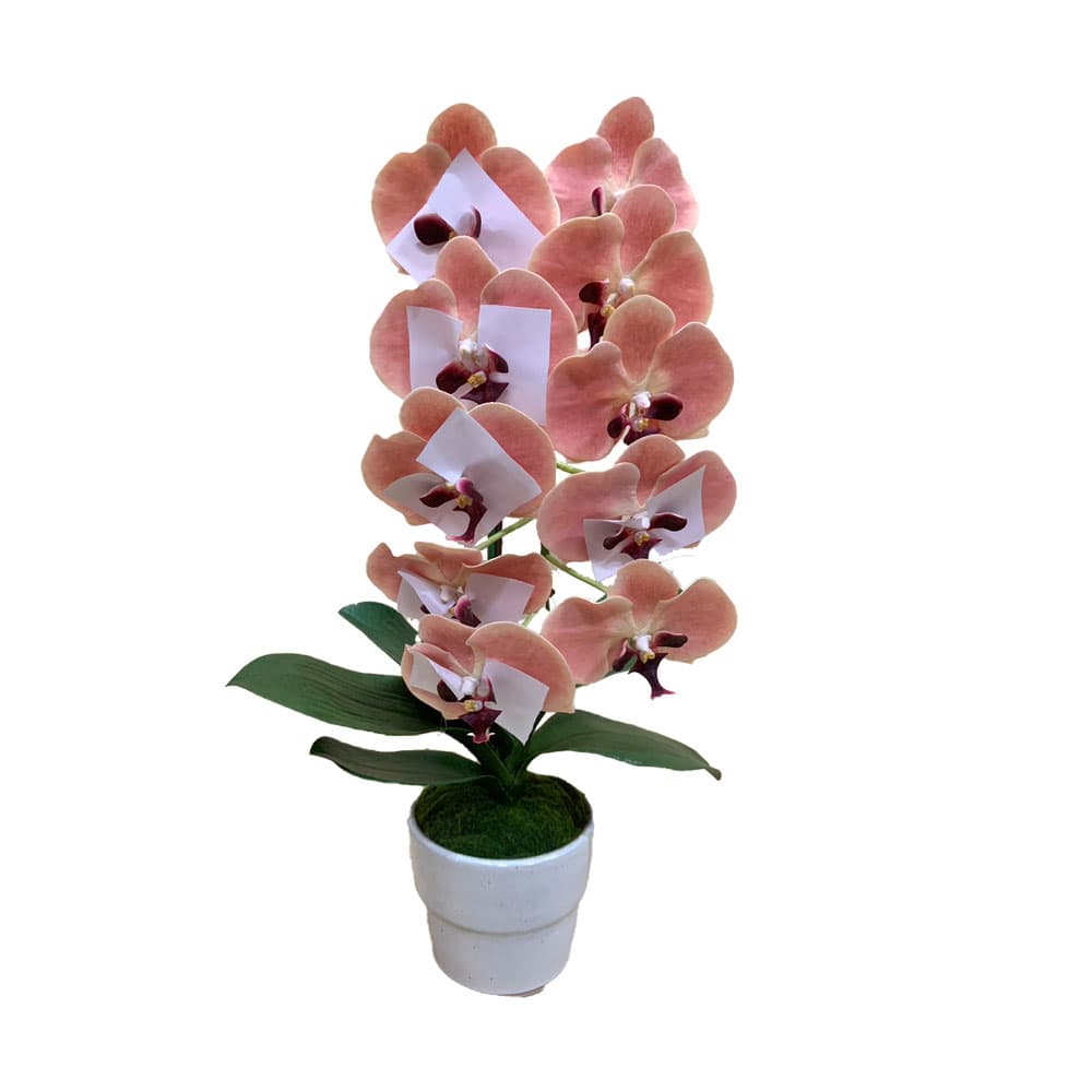 1 Stem Phalaenopsis In Ceramics(OR)